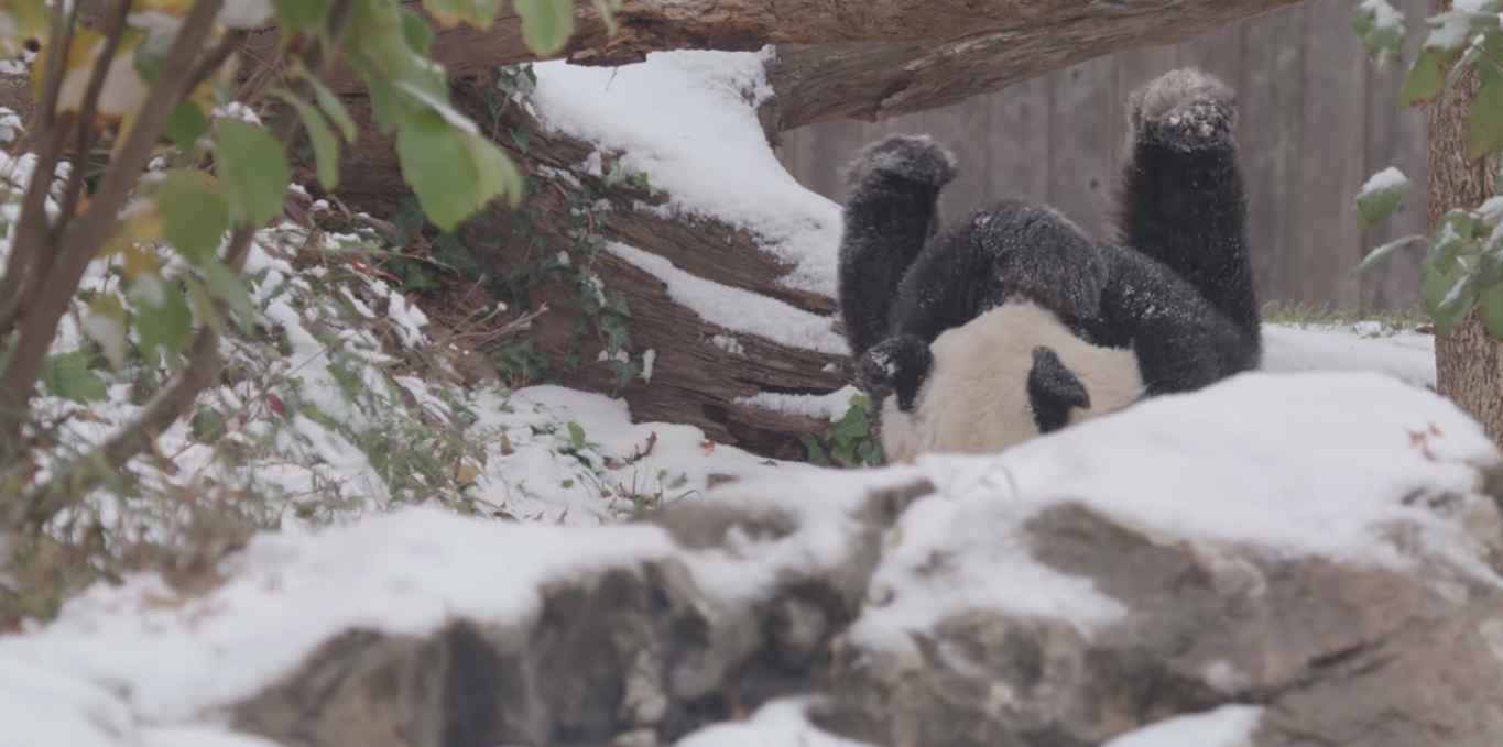 В зоопарке Вашингтона показали видео, где панда радуется первому снегу