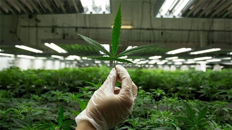 Запорожцам предлагают проголосовать за легализацию марихуаны (ФОТО)