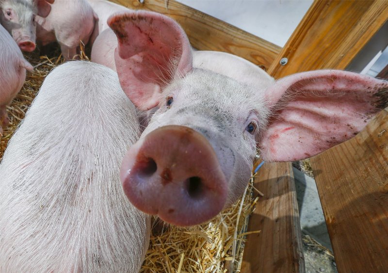 В Запорожской области спасли 30 свиней (Фото)