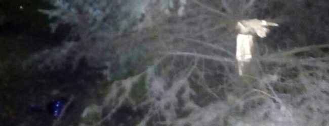 В Запорожье мужчина пытался украсть ёлку из парка (ФОТО)
