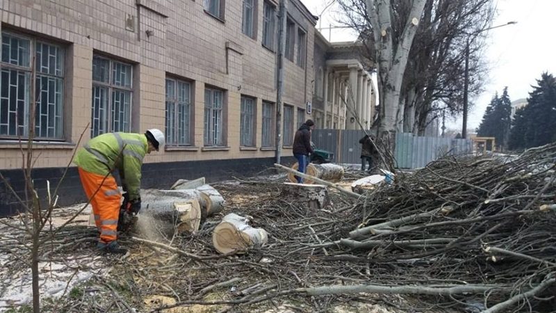 В Александровском районе более 300 аварийных деревьев на улицах Александровской, Фортечной и на проспекте Соборном. 