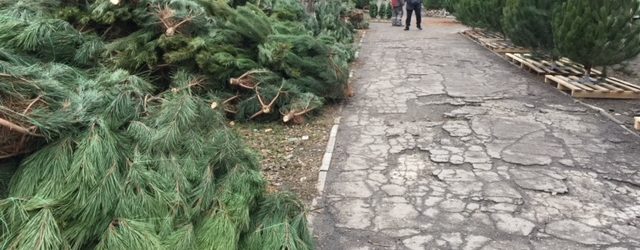 В центре Запорожья стартовала продажа елок