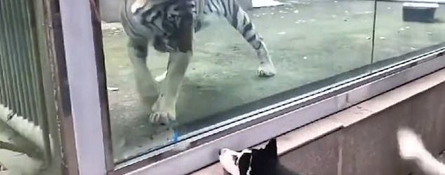 Видео из китайского зоопарка стремительно набирает популярность в сети