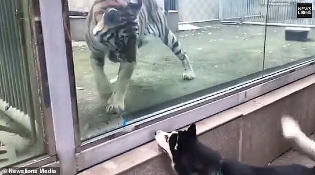 Видео из китайского зоопарка стремительно набирает популярность в сети