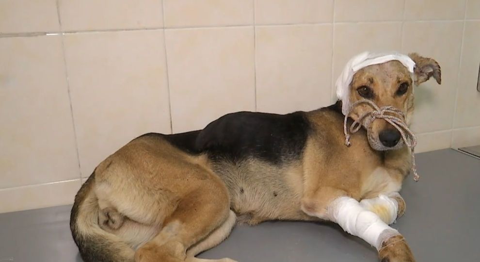 Во Львове неизвестные жестоко поиздевались над собакой (Видео)