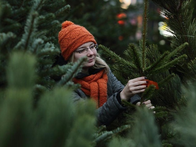 Где купить новогоднее дерево: адреса елочных базаров в Запорожье