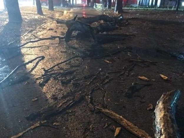 Едва не прибило мужчину: в центре на тротуар рухнуло дерево