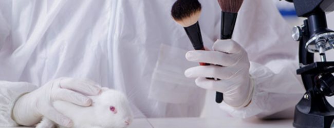 Минздрав предлагает запретить тестирование косметики на животных