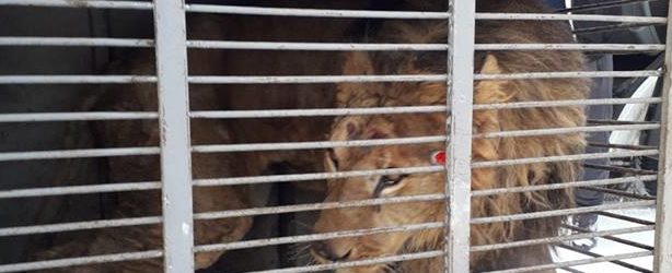 В Васильевке умер лев, прибывший из Покровского зоопарка