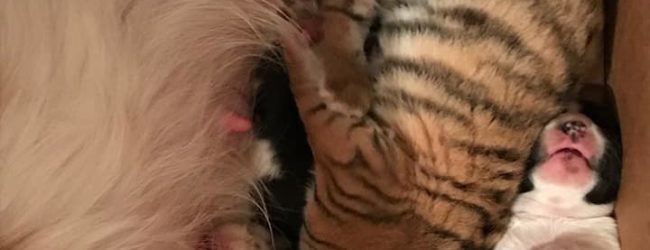 В Васильевском зоопарке собака стала мамой для тигрят (ВИДЕО)