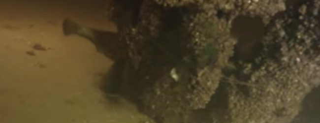 Запорожский дайвер показал, как выглядит подводный мир Днепра зимой (ВИДЕО)