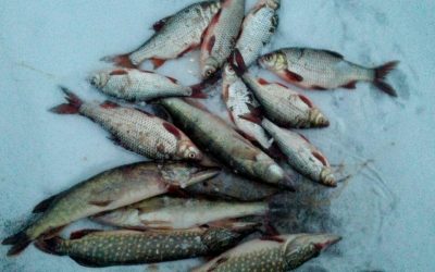 Запорожский рыбоохранный патруль выявил десяток незаконных случаев вылова рыбы