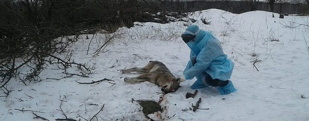 Нападение волка в Бердянском районе: карантин пока вводить не будут