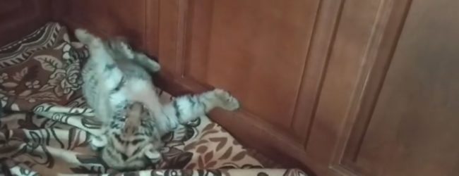 В Васильевском зоопарке сняли забавное видео с тигрёнком