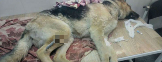 Запорожские полицейские спасли от гибели собаку