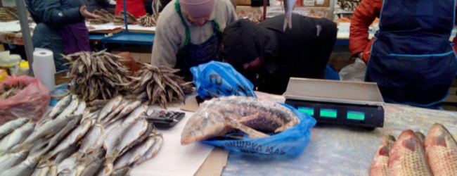 На запорожском курорте нелегально продавали краснокнижную рыбу 