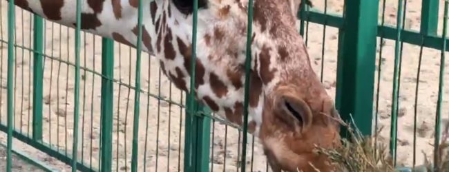В Бердянском зоопарке показали, как проказничают жирафы (ВИДЕО)