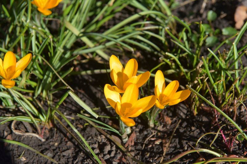 В Запорожском ботсаду цветут первоцветы
