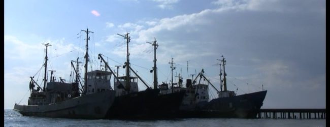 Вступили в силу ограничения на вылов рыбы в Азовском море