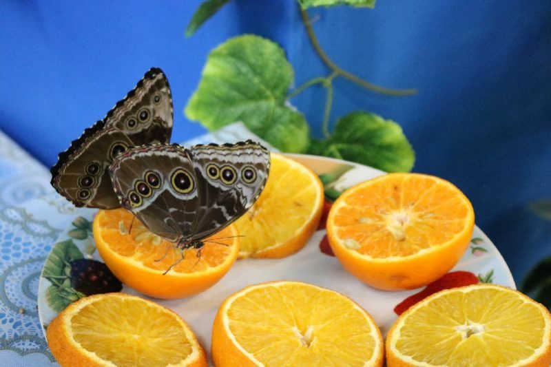 выставка бабочек