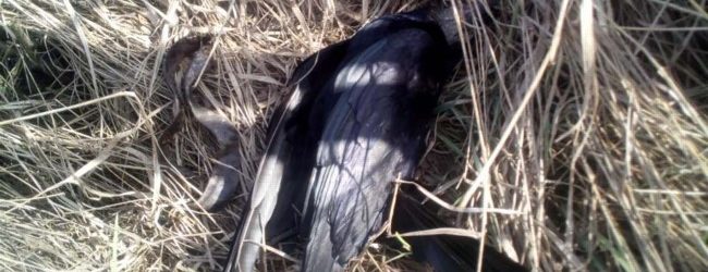 На запорожском курорте массово погибли животные и краснокнижные птицы