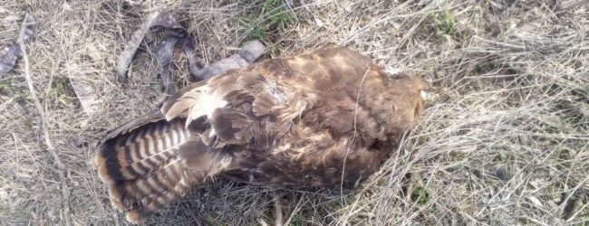 Птиц, которые погибли вблизи Кирилловки, отправили на экспертизу