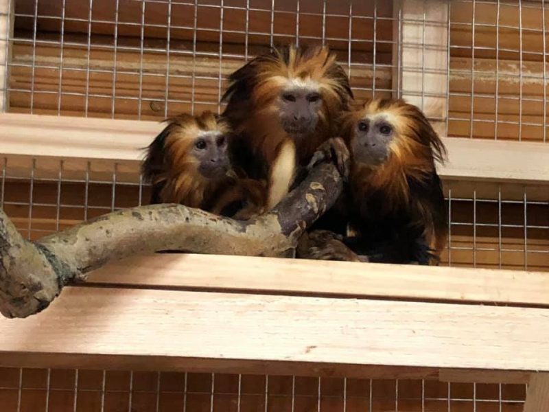 В Запорожской области живут удивительные обезьянки с гривой - фото, видео