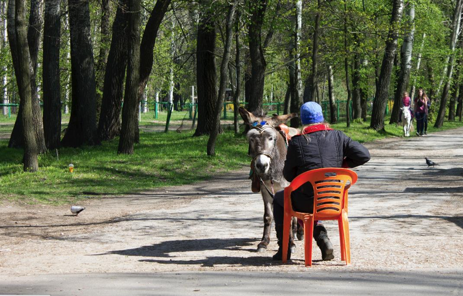 В Дубовке можно покататься на осликах, пони, лошадках