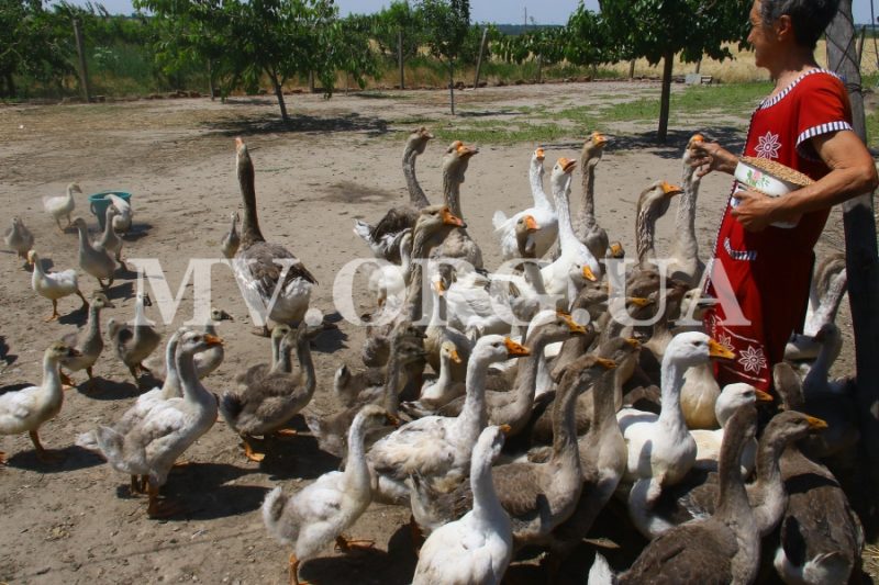 Жительница Запорожской области дружит с гигантскими гусями - фото