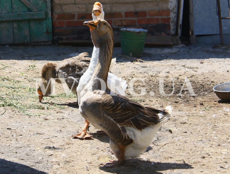 Жительница Запорожской области дружит с гигантскими гусями - фото