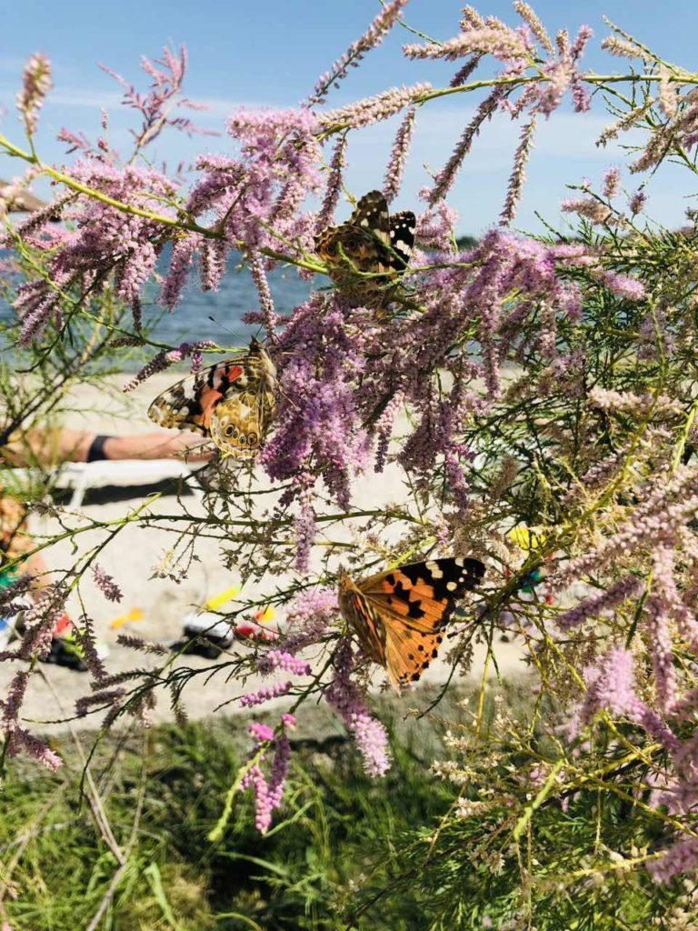 В Запорожскую область массово прилетели бабочки-репейницы