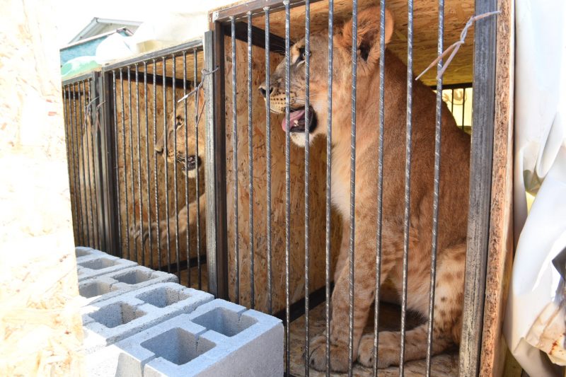 В бердянском зоопарке «Сафари» попрощались с львами