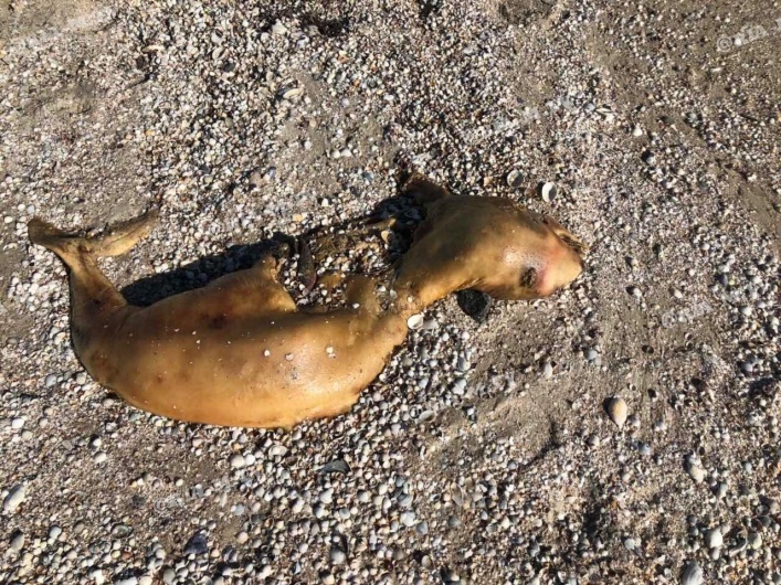 Всего на берегу нашли три тела млекопитающих. Фото: 