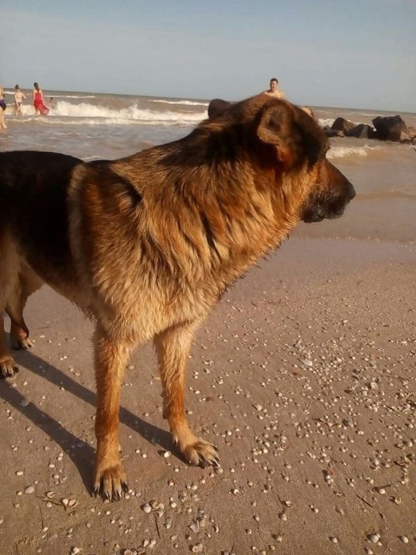 Собачья верность: пёс утонувшей хозяйки не покидает берегов Азовского моря (ФОТО)