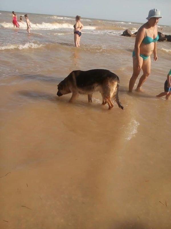 Собачья верность: пёс утонувшей хозяйки не покидает берегов Азовского моря (ФОТО)