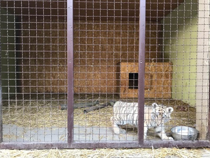 Тигренок, которого выкормила собака в Васильевском зоопарке, переехал в новый дом