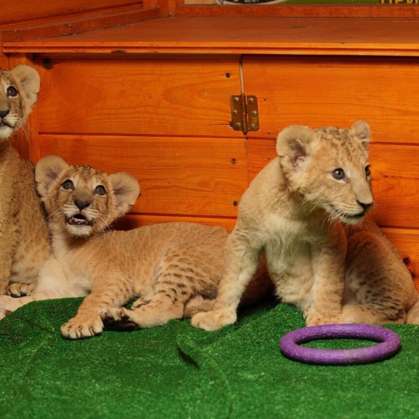 Шоколадные носы и лапы: в бердянском зоопарке подросли львята (ФОТО)
