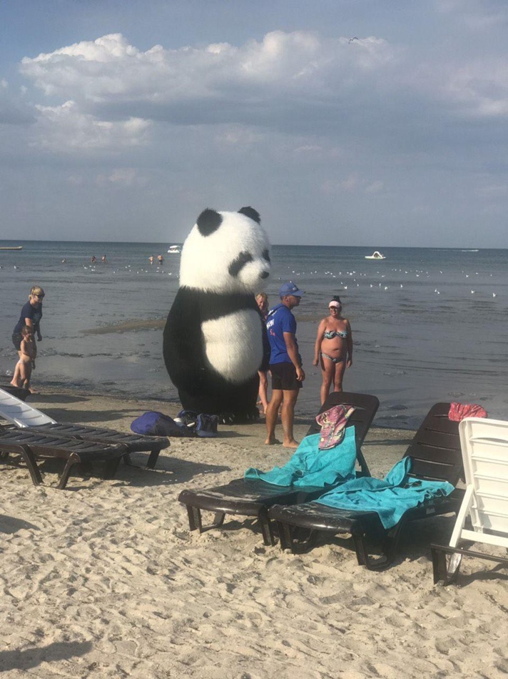 На Азовском море по пляжу ходила панда. Фото: Алексей Кукса.
