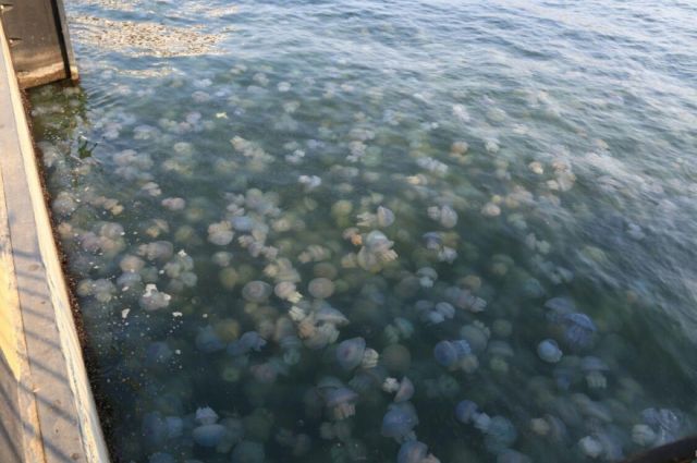 нашествие медуз