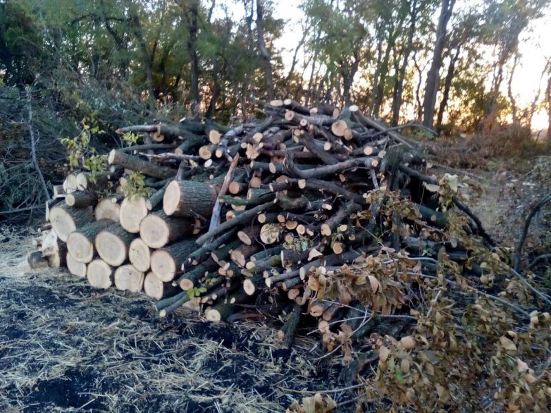 Незаконную вырубку деревьев обнаружили в защитной лесополосе за пределами села Диброва Бильмакского района, которое граничит с Пологовским районом