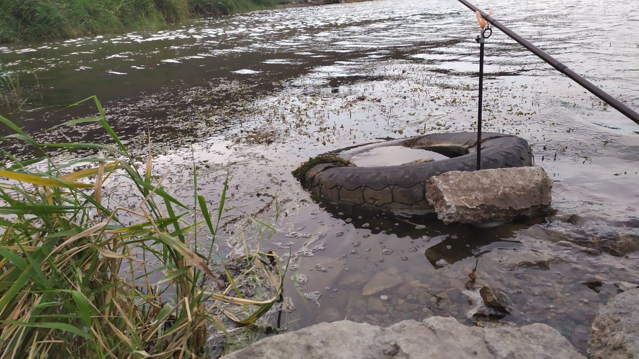 Жители Запорожья нашли в стоках доков американскую черепаху (ФОТО)