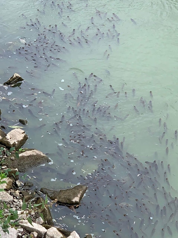 В Дубовке умирает рыба в водоемах. Фото: fb Анастасія Ткач
