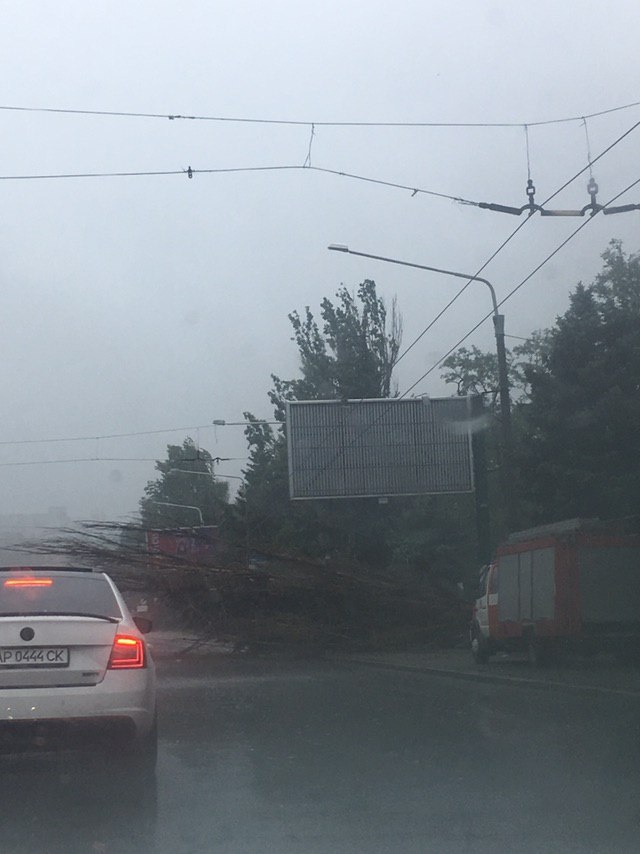 Дерево на дамбе возле Пушкина упало. фото из Tg-канала 