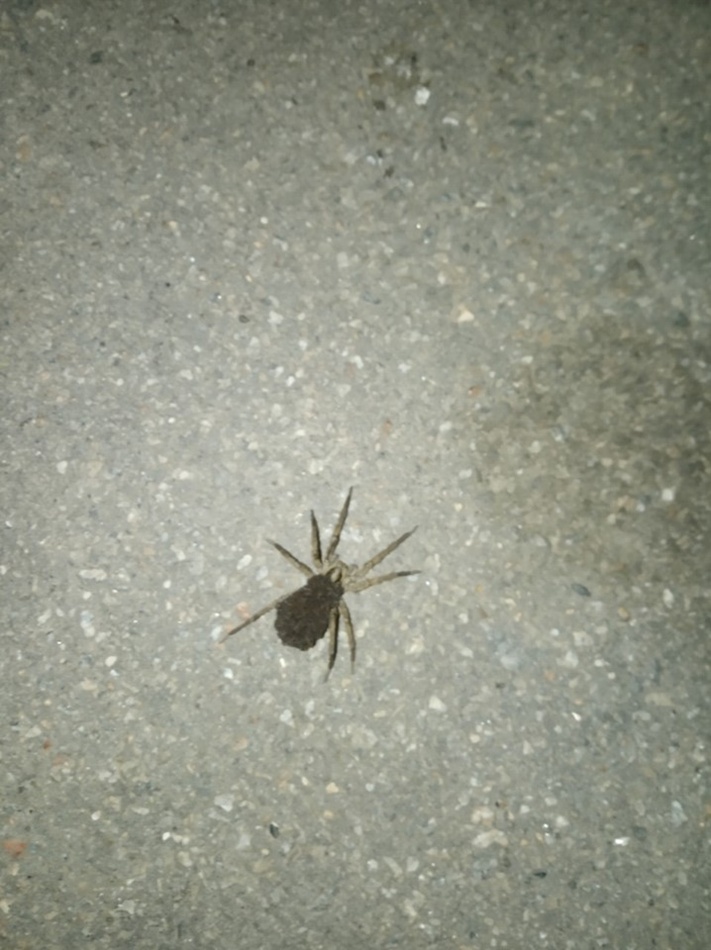 На Бабурке заметили странного тарантула с десятками маленьких паучков на спине. Фото: fb Katya Katya