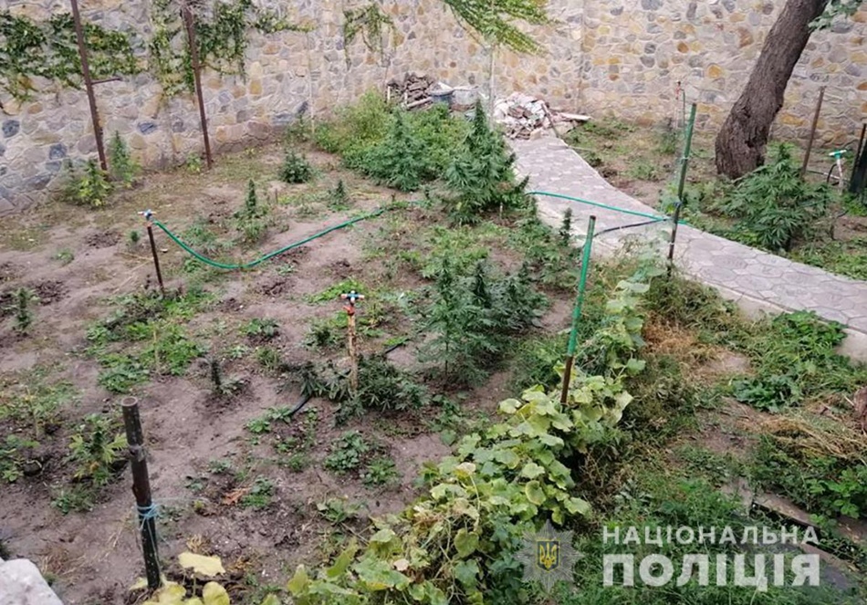В Днепровском районе обнаружили наркоплантацию во дворе часного дома. Фото: Нацполиция