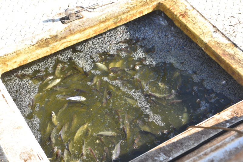 В Запорожье в Днепр выпустили пять тонн рыбы