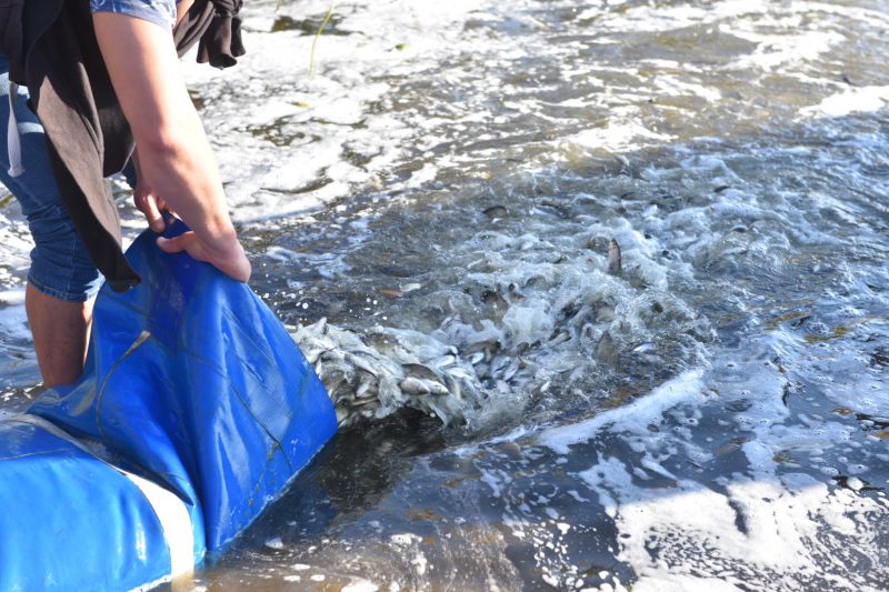 В Запорожье в Днепр выпустили пять тонн рыбы