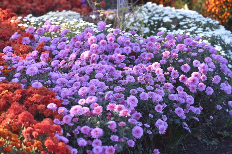12 сортов хризантем, среди которых в основном шаровидные, радуют буйным цветением в Запорожском детском ботаническом саду