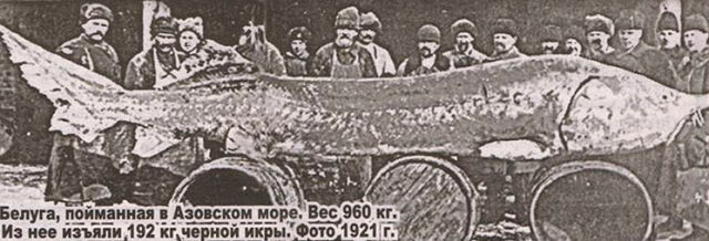 А это почти 100 лет назад - царь-рыба!