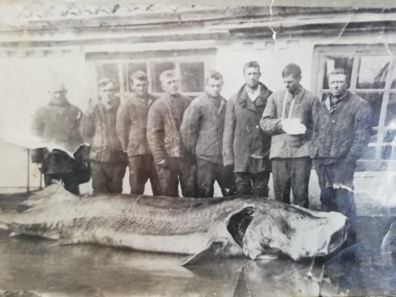 Белуга, выловленная в 1939 году - вес 672 килограмма